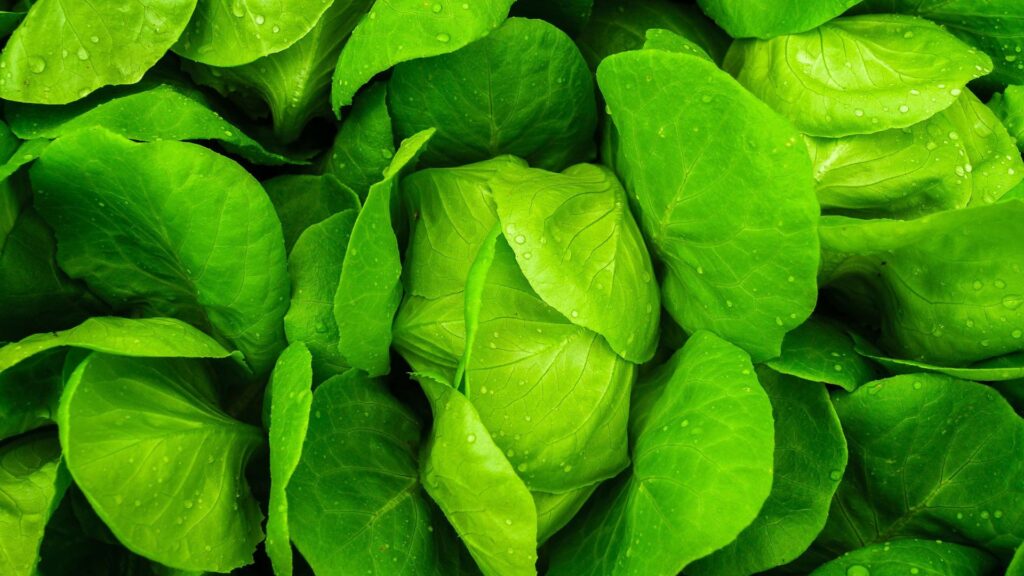 organic lettuce 1024x576